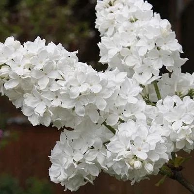 Сирень ФЛОРА  Сирень ФЛОРА в Новосибирске