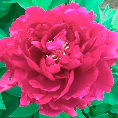 Пион ОСТРОВНОЙ МИНИСТР древовидный  Пион ОСТРОВНОЙ МИНИСТР древовидный в Новосибирске