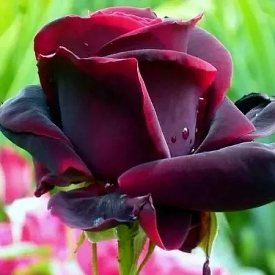 Саженцы роз ЧЕРНЫЙ ПРИНЦ чайно-гибридная в Новосибирске