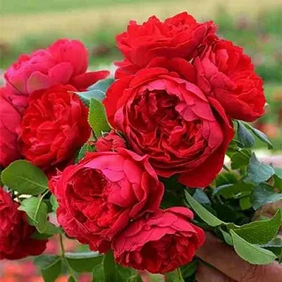 Саженцы роз ФЛОРЕНТИНА плетистая  Саженцы роз ФЛОРЕНТИНА плетистая в Новосибирске