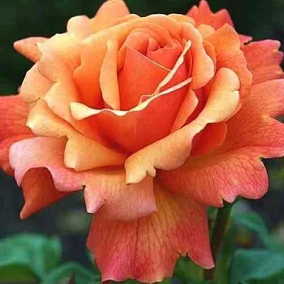 Саженцы роз ИЗИ ДАЗ ИТ флорибунда  Саженцы роз ИЗИ ДАЗ ИТ флорибунда в Новосибирске