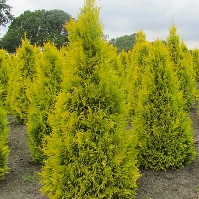 Туя САНКИСТ западная в Новосибирске