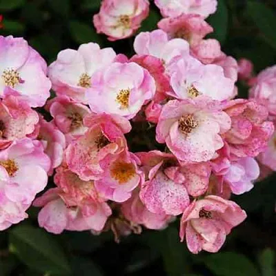 Саженцы роз АЛДЕН БИЗЕН мускусная в Новосибирске