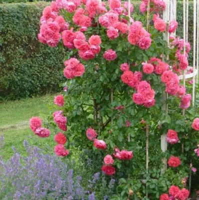 Саженцы роз РОЗЕУМ ЮТЕРСОН плетистая — описание сорта Саженцы роз РОЗЕУМ ЮТЕРСОН плетистая в Новосибирске