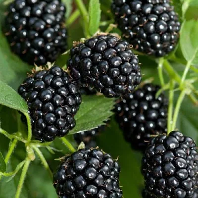 Ежевика АГАВАМ  Ежевика АГАВАМ в Новосибирске