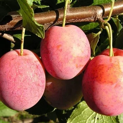 Слива ВИКТОРИЯ  Слива ВИКТОРИЯ в Новосибирске