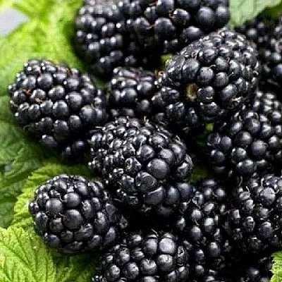 Ежевика БЖЕЗИНА бесшипная  Ежевика БЖЕЗИНА бесшипная в Новосибирске