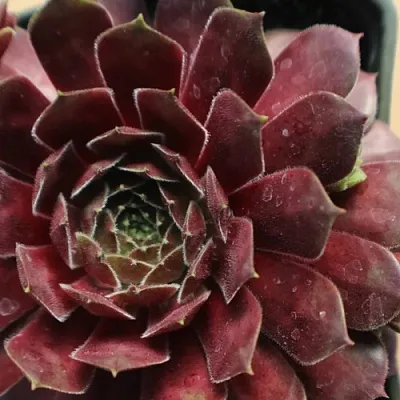 Молодило БЛЭК МОУНТЭЙН в Новосибирске