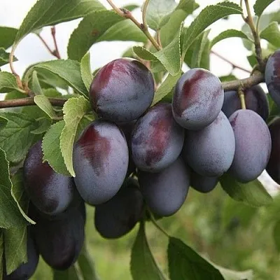 Слива РЕНКЛОД  Слива РЕНКЛОД в Новосибирске