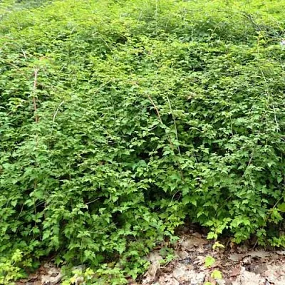 саженцы стефанандры саженцы стефанандры