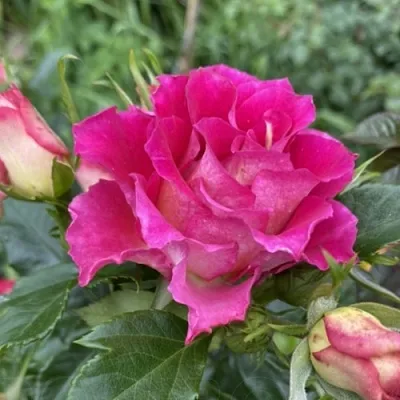 Саженцы роз БРЕРА флорибунда  Саженцы роз БРЕРА флорибунда в Новосибирске