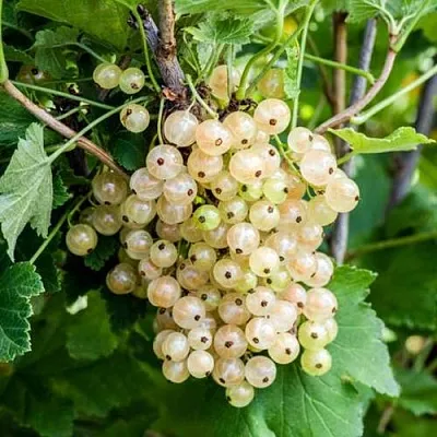 Смородина белая БЕЛАЯ ПОТАПЕНКО  Смородина белая БЕЛАЯ ПОТАПЕНКО в Новосибирске