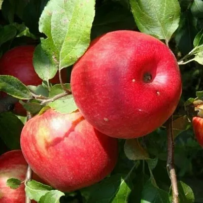 Яблоня ВАЛЕРИЯ в Новосибирске