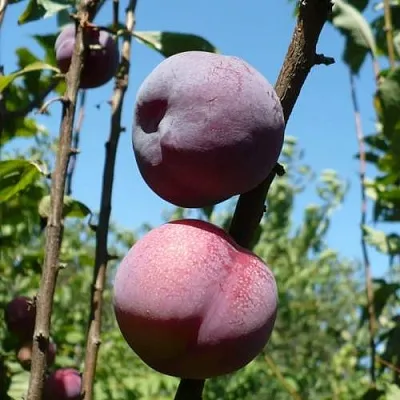 Плумкот ВЕЙ ВОНГ  Плумкот ВЕЙ ВОНГ в Новосибирске