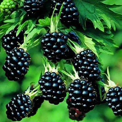 Ежевика КИТАНИНИ бесшипная  Ежевика КИТАНИНИ бесшипная в Новосибирске