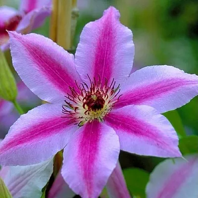 Клематис НЕЛЛИ МОЗЕР  Клематис НЕЛЛИ МОЗЕР в Новосибирске