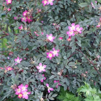 Саженцы роз сизая — описание сорта Саженцы роз сизая в Новосибирске