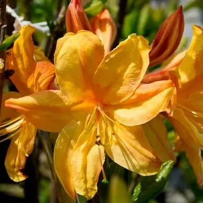 Азалия ГОЛДЕН ЛАЙТС листопадная  Азалия ГОЛДЕН ЛАЙТС листопадная в Новосибирске