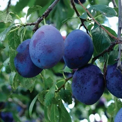 Слива ЭМПРЕСС  Слива ЭМПРЕСС в Новосибирске