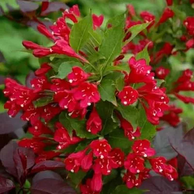 Вейгела РЕД ПРИНЦ  Вейгела РЕД ПРИНЦ в Новосибирске