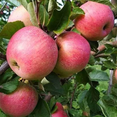 Яблоня ТЕРЕМОК в Новосибирске