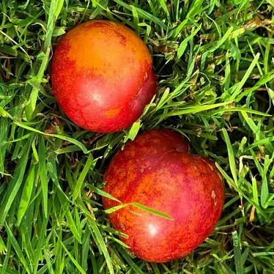 Шарафуга НЕКТАРИННАЯ в Новосибирске