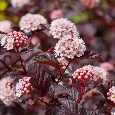 Пузыреплодник АНДРЕ   Пузыреплодник АНДРЕ  в Новосибирске