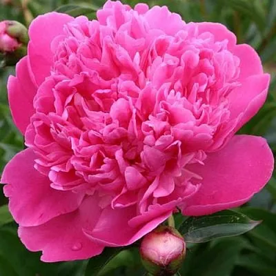 Пион ЭДУЛИС СУПЕРБА травянистый  Пион ЭДУЛИС СУПЕРБА травянистый в Новосибирске