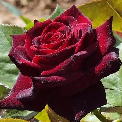 Саженцы роз БЛЭК БАККАРА чайно-гибридная в Новосибирске