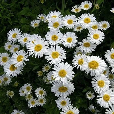 Астра АЛЬБУС альпийская в Новосибирске