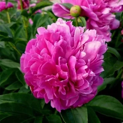 Пион ФЕЛИКС КРАУССЕ травянистый  Пион ФЕЛИКС КРАУССЕ травянистый в Новосибирске