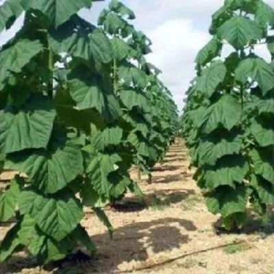 Павлония ПАО ТОГН Z07 — описание сорта Павлония ПАО ТОГН Z07 в Новосибирске