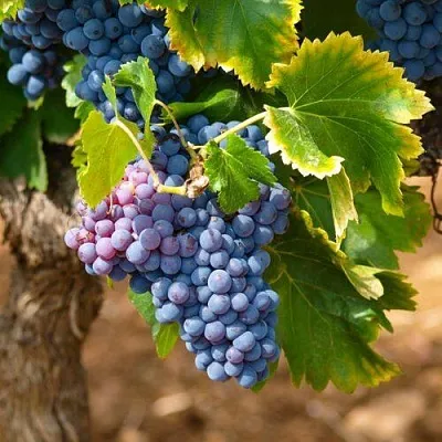 Виноград ЗИЛГА  Виноград ЗИЛГА в Новосибирске