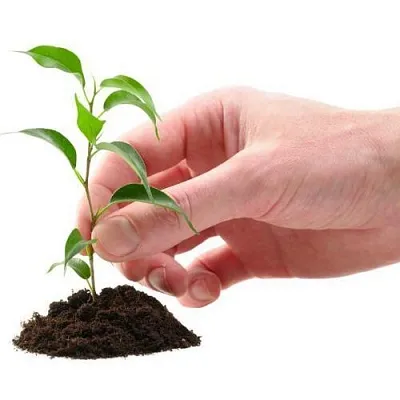 Саженцы  Саженцы в Новосибирске