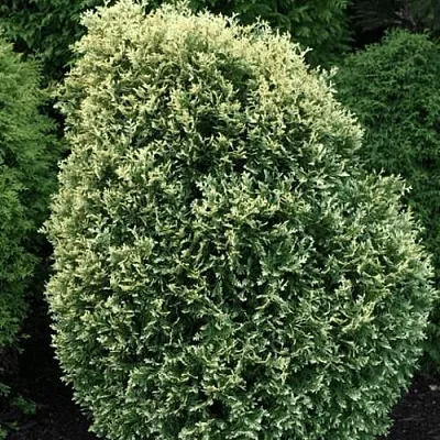 Туя ЛИТОМИШИЛ западная в Новосибирске