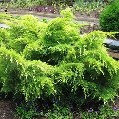 Можжевельник ГОЛД КОСТ средний в Новосибирске