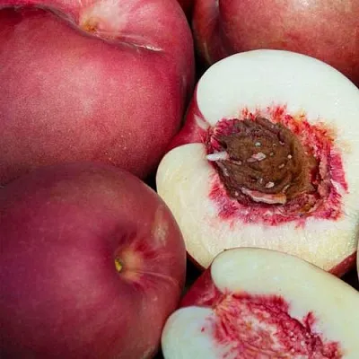 НЕКТАПЛЮМ  НЕКТАПЛЮМ в Новосибирске