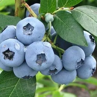 Голубика БЛЮЭТТА  Голубика БЛЮЭТТА в Новосибирске