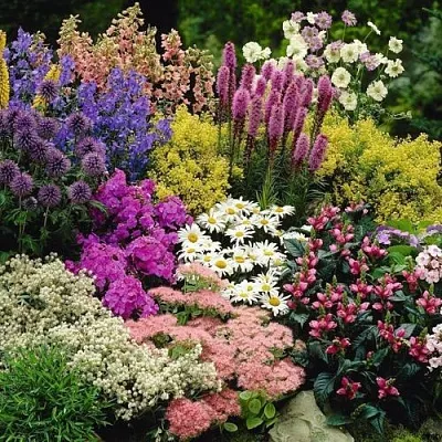 Многолетние растения  Многолетние растения в Новосибирске