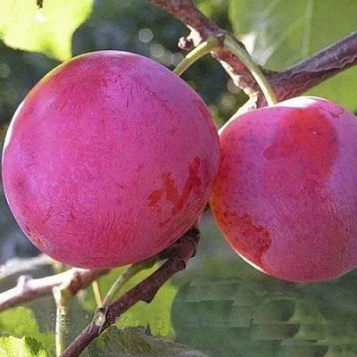 Слива ДЕЛИКАТНАЯ  Слива ДЕЛИКАТНАЯ в Новосибирске