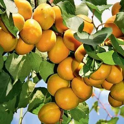 Абрикос БРЯНСКИЙ РАННИЙ  Абрикос БРЯНСКИЙ РАННИЙ в Новосибирске