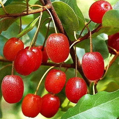 Гуми  Гуми в Новосибирске