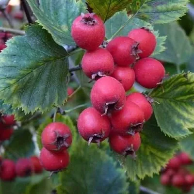 Боярышник АРНОЛЬДА  Боярышник АРНОЛЬДА в Новосибирске