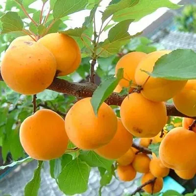 Абрикос ОРИГИНАЛ  Абрикос ОРИГИНАЛ в Новосибирске