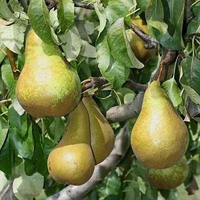 Груша САПФИРА колонновидная в Новосибирске