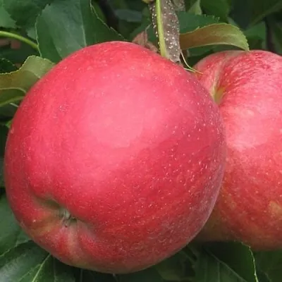 Яблоня РУБИН в Новосибирске