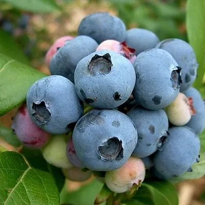 Голубика КОЛЛИНЗ  Голубика КОЛЛИНЗ в Новосибирске