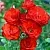 Саженцы роз ФАЙЕР КИНГ спрей в Новосибирске