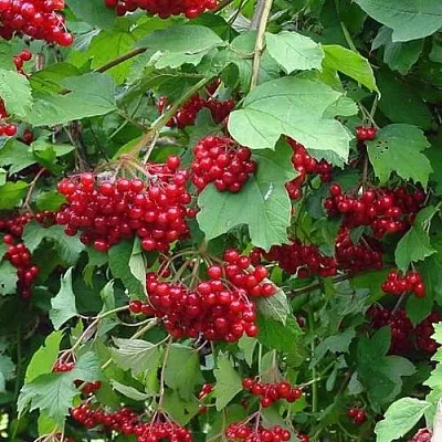 Калина КОМПАКТУМ  Калина КОМПАКТУМ в Новосибирске