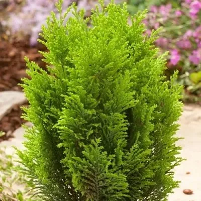 Кипарисовик ЭЛВУДИ ГОЛД лавсона в Новосибирске